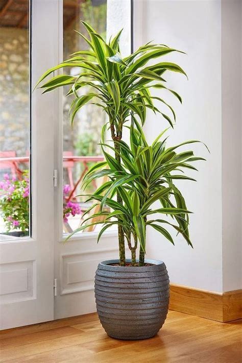 Indoor Plants Decor Elevate Your Space With These Aesthetic Ideas