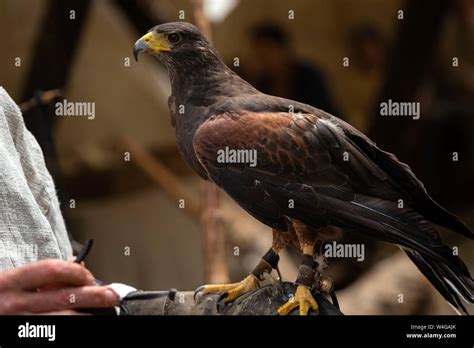 Peregrine Brown Falcon With Claws Sitting On Leather Protection On Mans