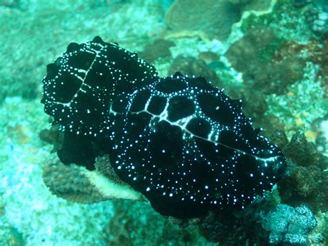 Common Egg Cowry From North West Solitary Island New South Wales