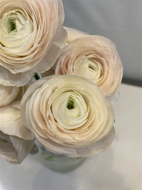 Ranunculus Blush Iandf Design