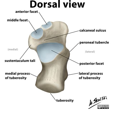 Jointsjoints Of The Footsubtalar And Talocalcaneonavicular Joints