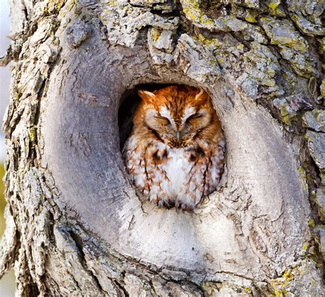 Surner Birding Plum Island To Southern New Hampshire