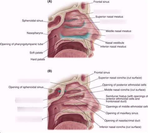 Nasal Cavities Diagram Quizlet