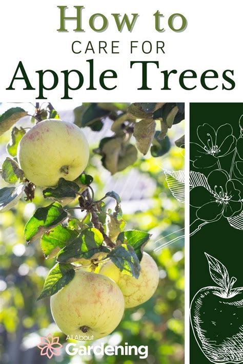 How to plant grow and care for apple trees – Artofit