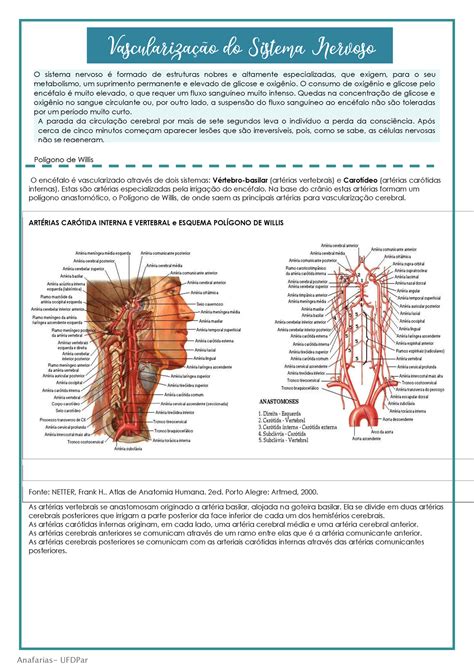 Vascularização do Sistema Nervoso central - O sistema nervoso È formado de estruturas nobres e