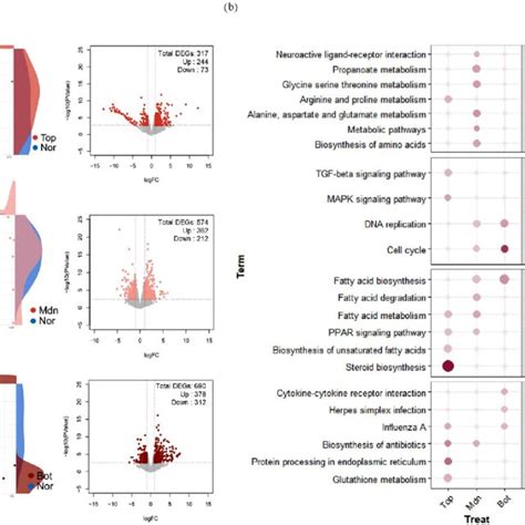 Differentially Expressed Gene Deg Profiling And Biological Functional Download Scientific