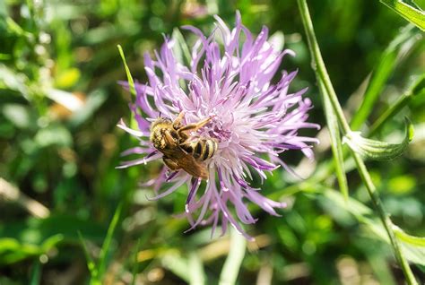 Biene Blume Insekten Kostenloses Foto Auf Pixabay Pixabay