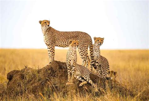 Cheetah Habitat Pictures