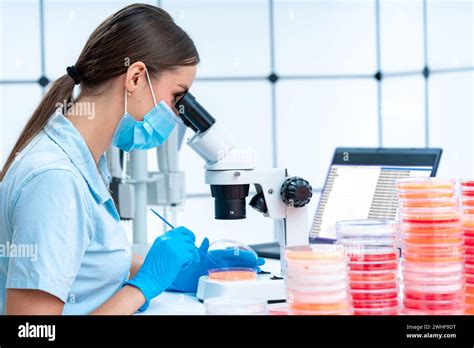 Scientist Examining Well Plate With Microscope Stock Photo Alamy