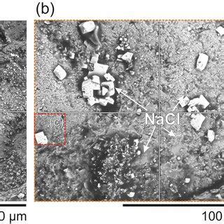 Scanning Electron Microscope Sem Images Showing Salt Crystals Nacl