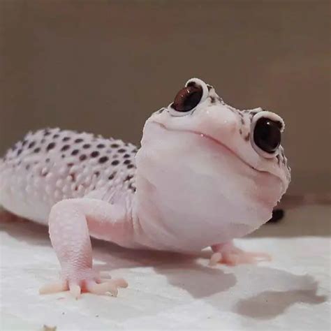 Cute Leopard Gecko Compilation That Will Melt Your Heart Exopetguides