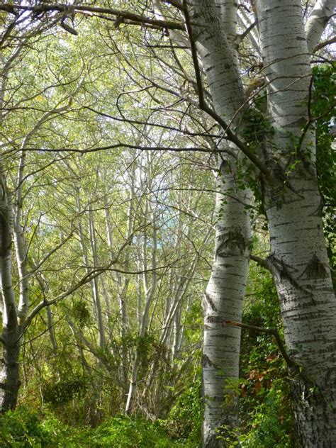 Free Images Tree Nature Forest Branch Sky Sunlight Leaf Flower