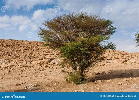 Uma árvore Da Acácia No Deserto Arábia Saudita Foto de Stock Imagem