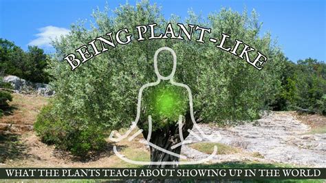 Being Plant Like What Plant Spirit Work Teaches Us About Showing Up