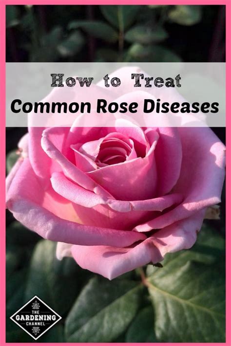 How to Treat Common Rose Diseases - Gardening Channel