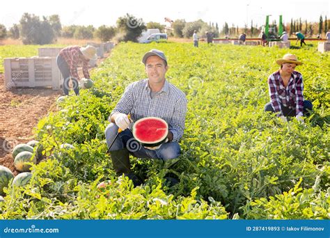 Agricultor Macho Satisfeito Que Demonstre Metade De Uma Melancia