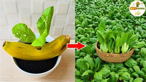 You Will Never Throw Away Banana Peels After Watching This Miracle And Easy Fertilizer For Any