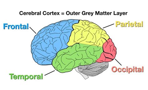 Cerebral Cortex Know Your Brain High Rated Gabru