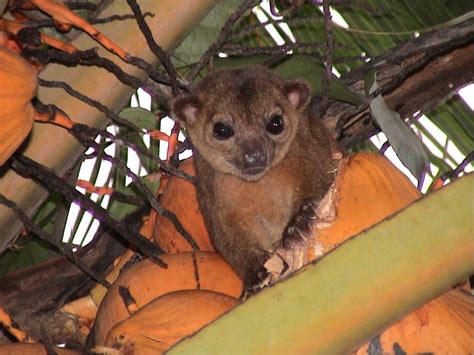 What is a Kinkajou? | Gulo in Nature