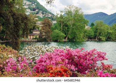 Beautiful Spring Flowers On Shore Lake Stock Photo 645681946 | Shutterstock