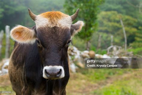 Dairy Cow Portrait Copy Space High Res Stock Photo Getty Images