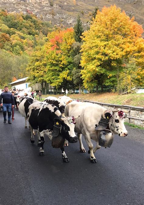 FESTA DELLA TRANSUMANZA E FIERA FRANCA CIA TORINO