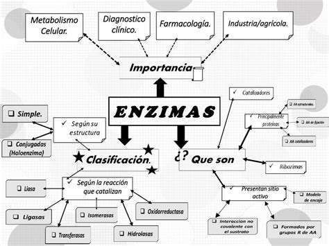 Enzimas Mapa Conceptual Gu A Paso A Paso