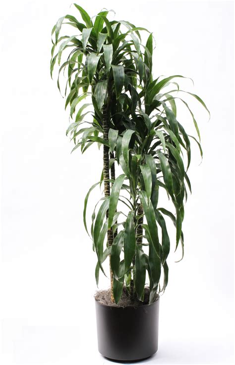 Dracaena Lisa Features Glossy Foliage Green Trunks And A Slim Profile