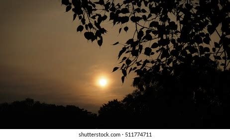 Blade Bodhi Tree Silhouette Stock Photo 511774711 | Shutterstock