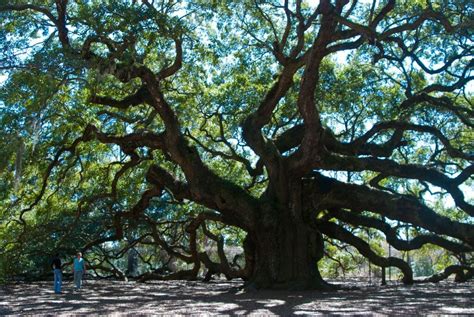 The Angel Oak | Trails & Travel