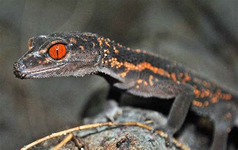 Ryukyu Life: Wildlife Photo: Ryukyu (Okinawa) Ground Gecko an ...