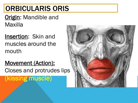 Orbicularis Oris Origin And Insertion