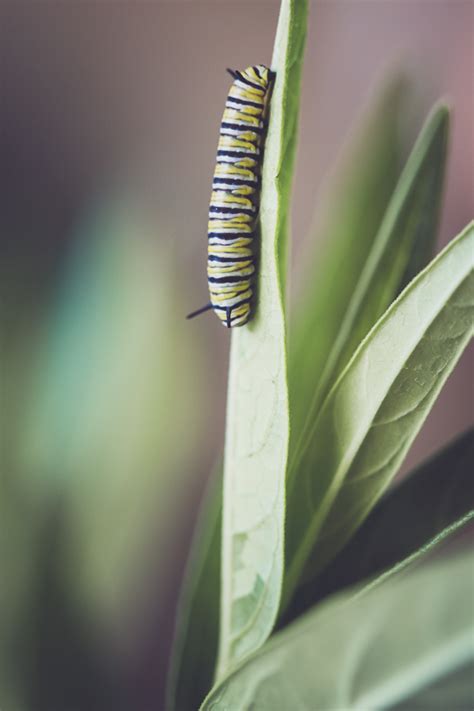 Milkweed Monarchs If You Plant It They Will Come Minding My Nest