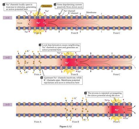 Action Potential Propagation