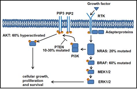 Signaling In Melanoma Simplified Diagram Of The Two Major Pathways