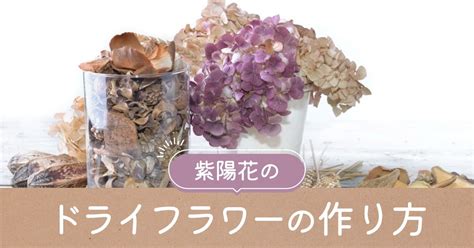 紫陽花（アジサイ）のドライフラワーの作り方を初心者向けに解説！ となりのカインズさん