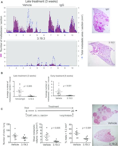 Ang Blockade Inhibits Spontaneous And Preestablished Mammary Tumor