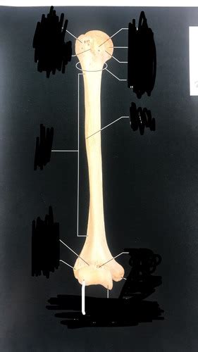 Lab Practical 3 Elbow Forearm Wrist Flashcards Quizlet