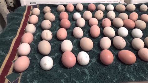 This Weeks And A Half Eggs 6 21 16 Hatching Chicks Hatched Chicks