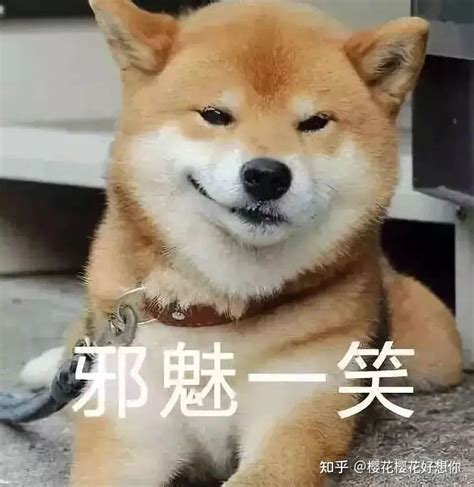 日本“土狗”柴犬，为什么这么受欢迎 知乎