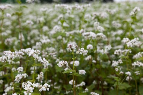 White Buckwheat Flowers During Flowering Stock Photo Image Of Bloom