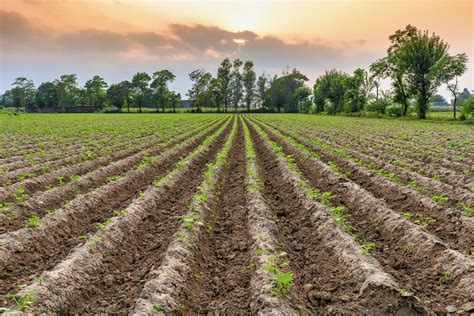 Agriculture India