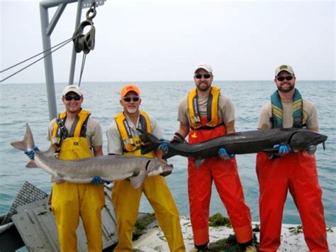 St Clair Detroit River Sturgeon For Tomorrow