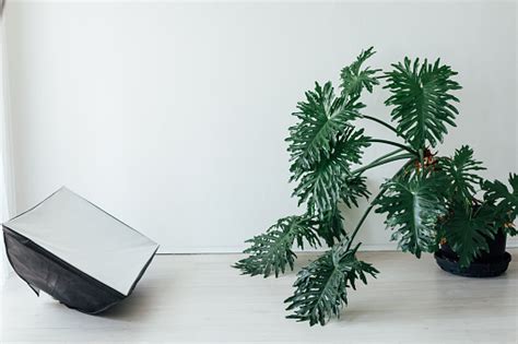 Tanaman Rumah Hijau Di Bagian Dalam Ruangan Putih Foto Stok - Unduh