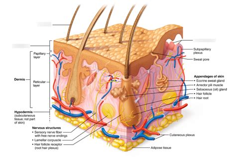 Chp Tissues And The Integumentary System Diagram Quizlet