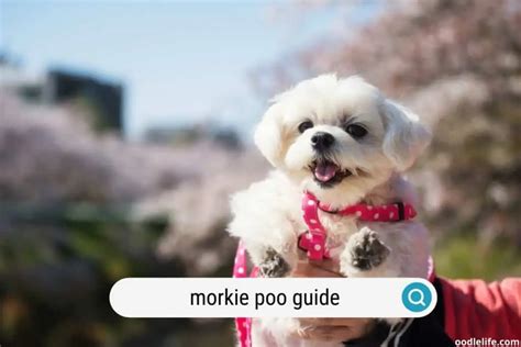 The Complete Morkie Poo Guide [Information, Facts, Photos] (2024 ...