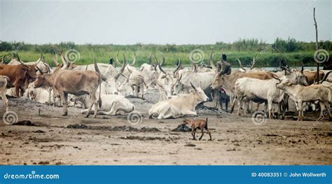 Cattle Camp In South Sudan Editorial Photo Image Of Herd 40083351