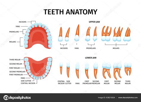 Adult Tooth Anatomy Chart Set Isolated Teeth Images Upper Lower Stock ...