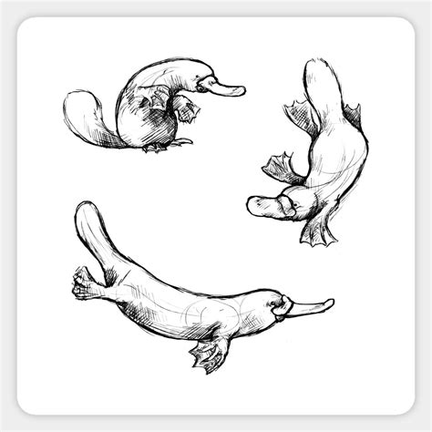 Sketches of a Platypus by aniaartnl | Platypus, Sketches, Animal ...