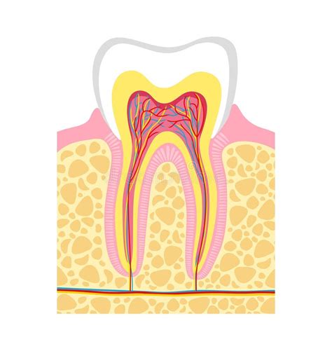 Human Tooth Structure Vector Illustration Human Tooth Anatomy Stock